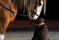 The Horseman From Snowy River