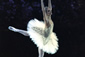 La Bayadere | Paris Opera Ballet