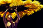 Botanica | Momix