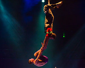 Circus Under My Bed | Flying Fruit Fly Circus