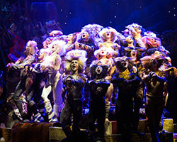 CATS returns to Australia in 2015