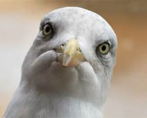 Stupid F%*#ing Bird | New Theatre