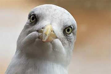 Stupid F%*#ing Bird | New Theatre