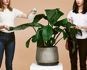 Baby Cake | Kerensa Diball and Yuhui Ng-Rodriguez